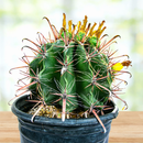 Ferocactus herrerae by The Cactus Outlet