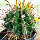 Ferocactus herrerae by The Cactus Outlet