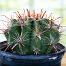 Ferocactus herrerae by The Cactus Outlet