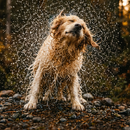 Pet Shampoo | Soothing & Deodorizing | Unscented by Rustic Strength