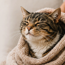 Pet Shampoo | Soothing & Deodorizing | Wild Heart by Rustic Strength