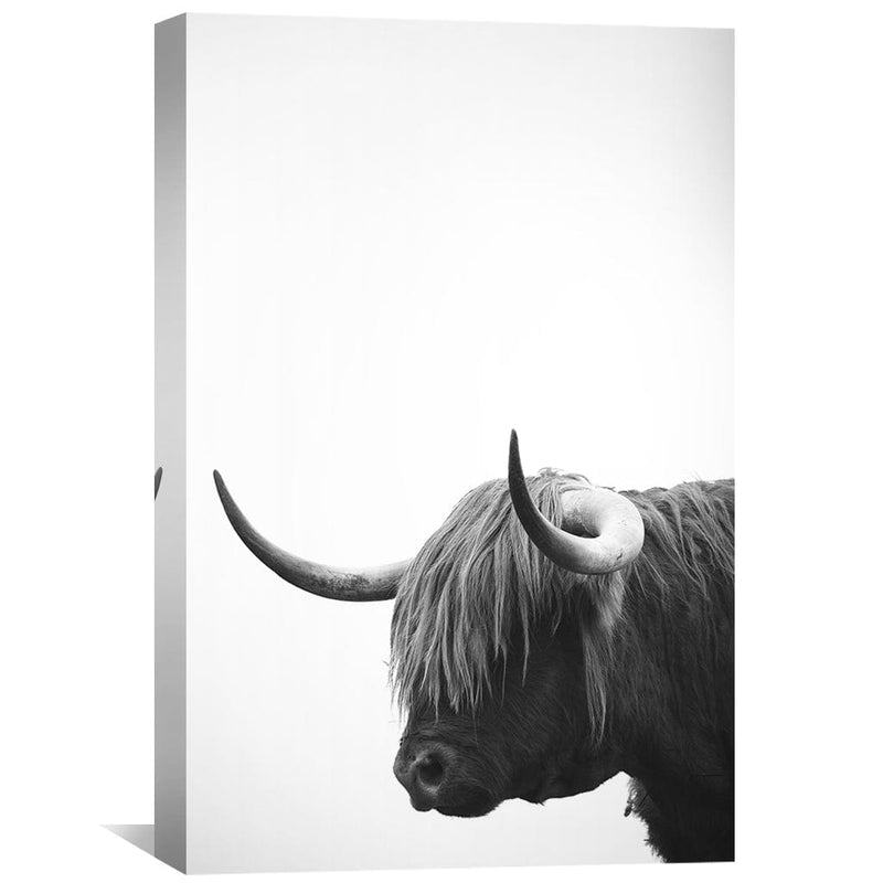 Highland Stare Canvas