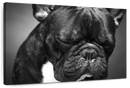 Melancholic French Bulldog Wall Art