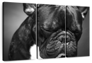 Melancholic French Bulldog Wall Art