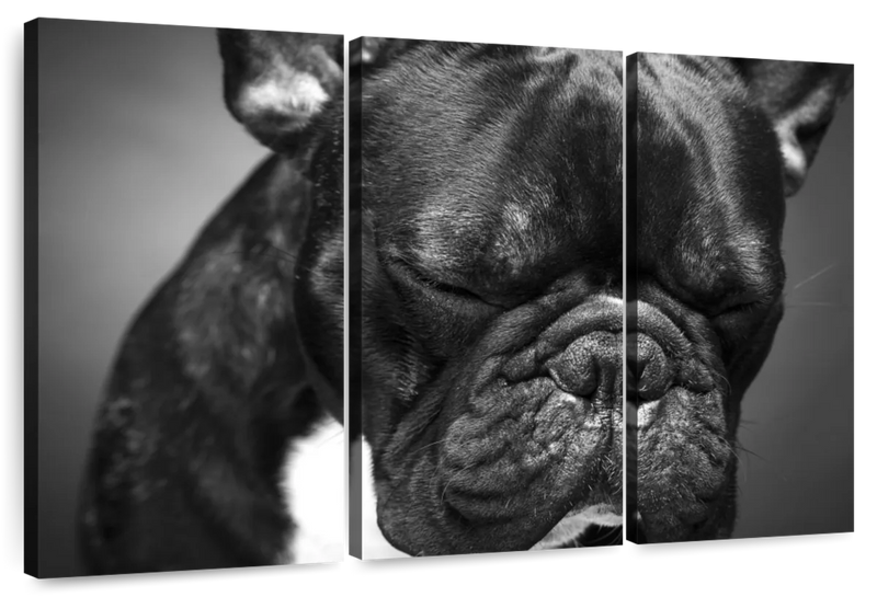 Melancholic French Bulldog Wall Art