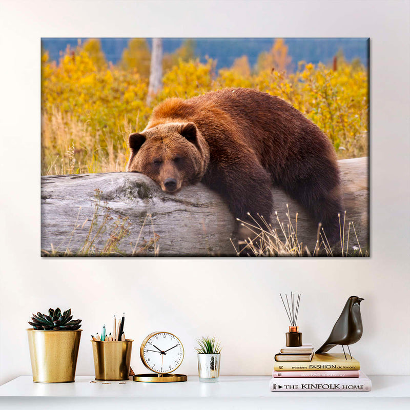 Resting Grizzly Bear Wall Art