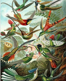 Hummingbirds - Ernst Haeckel