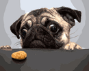 Hungry Pug