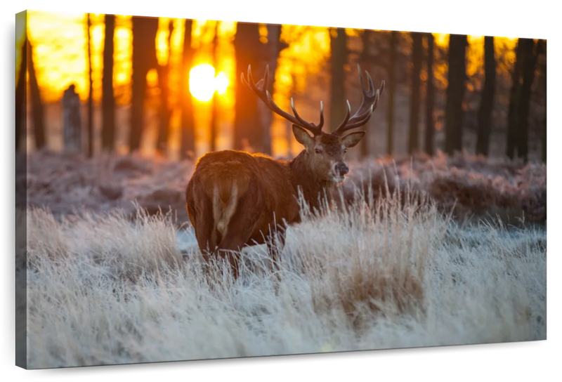 Forest Deer Hunting Wall Art