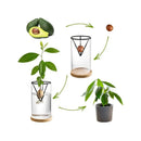 Modern clear glass hydroponic avocado planting set kitchen decor by Decorbites