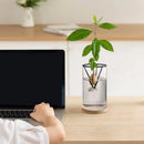 Modern clear glass hydroponic avocado planting set kitchen decor by Decorbites