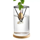 Modern clear glass hydroponic avocado planting set kitchen decor by Decorbites