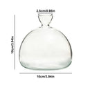 Clear glass avocado seed vase set of 4 kitchen hydroponic decor by Decorbites