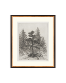 Pine Etching