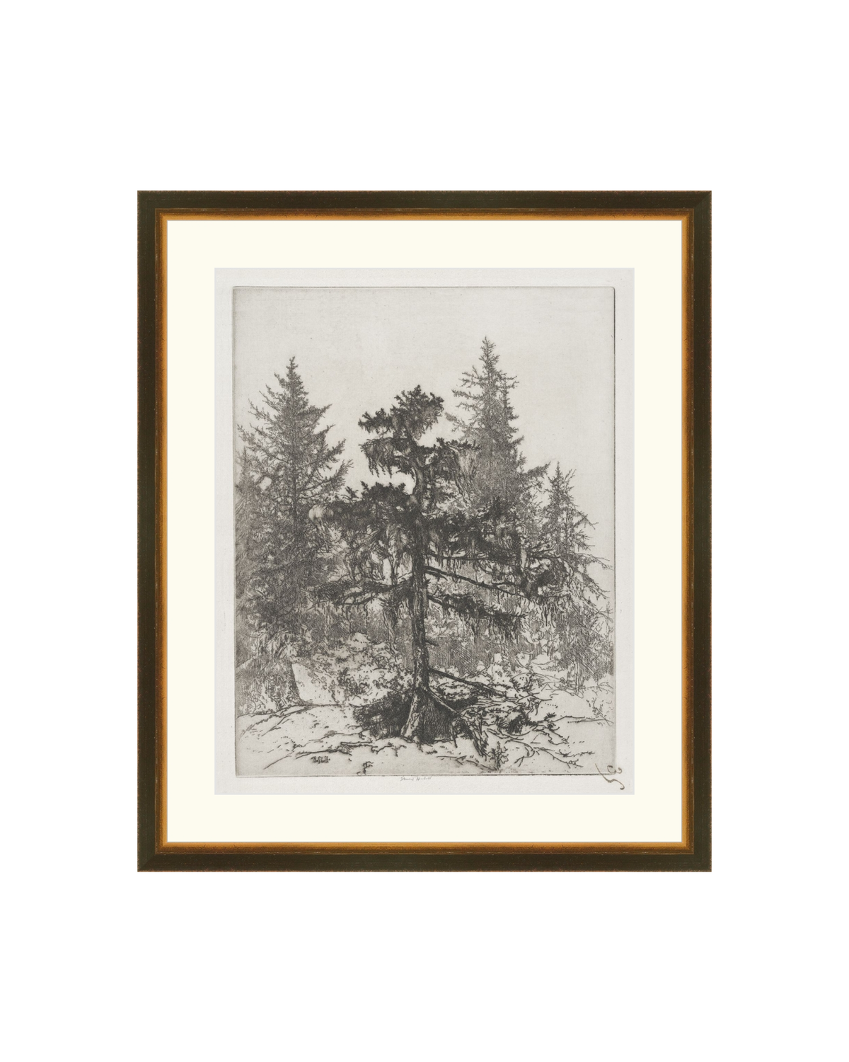 Pine Etching