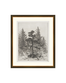 Pine Etching