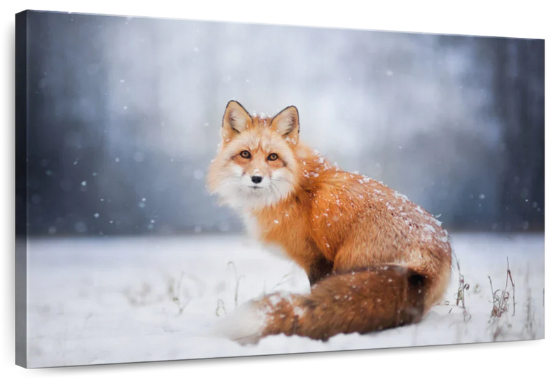 Little Red Fox Portrait Wall Art