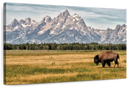 Bull Bison In Grand Teton Wall Art