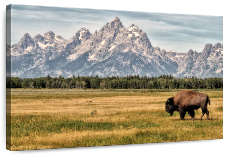 Bull Bison In Grand Teton Wall Art