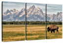 Bull Bison In Grand Teton Wall Art
