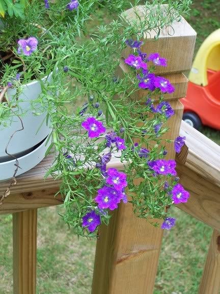 250 PURPLE Robe CUP FLOWER Nierembergia Hippomanica Caerulea Seeds