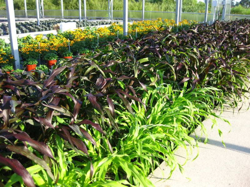 25 RED JEWEL MILLET Setaria Italica Ornamental Grass Flower Seeds