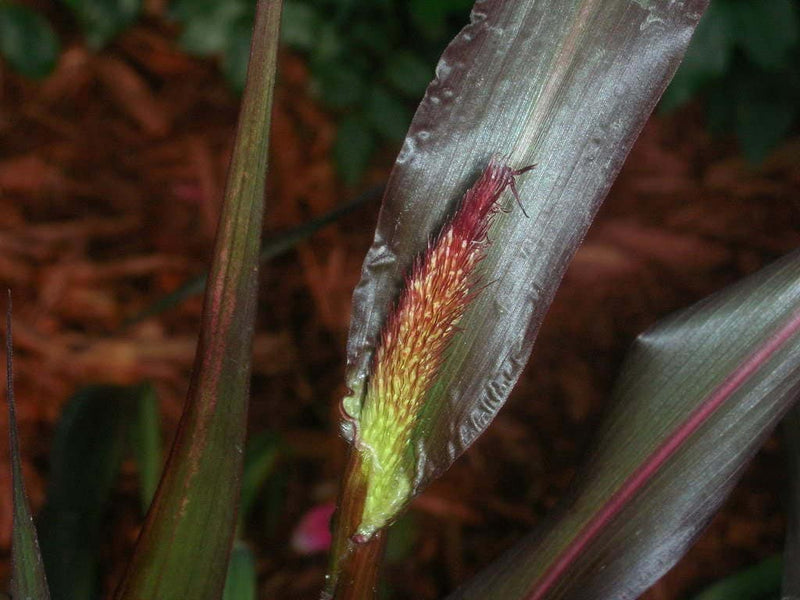 25 RED JEWEL MILLET Setaria Italica Ornamental Grass Flower Seeds