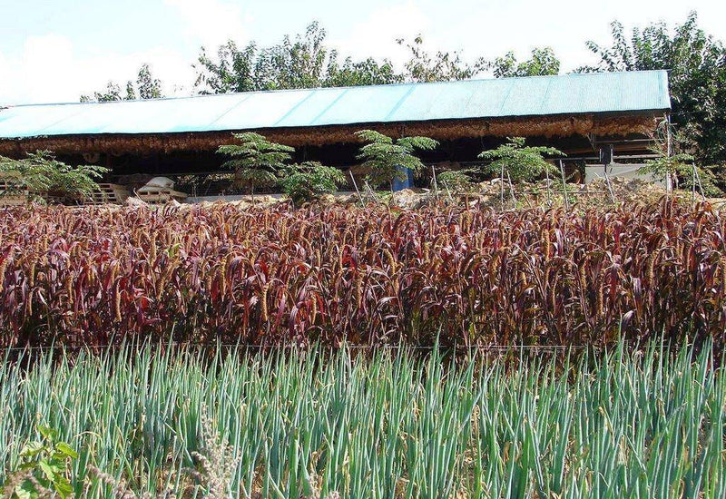 25 RED JEWEL MILLET Setaria Italica Ornamental Grass Flower Seeds