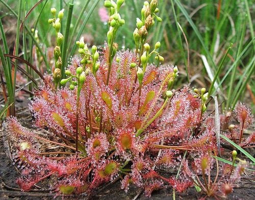 10 CARNIVOROUS SUNDEW PLANT Drosera Flower Seeds
