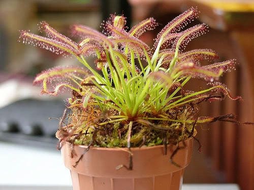 10 CARNIVOROUS SUNDEW PLANT Drosera Flower Seeds