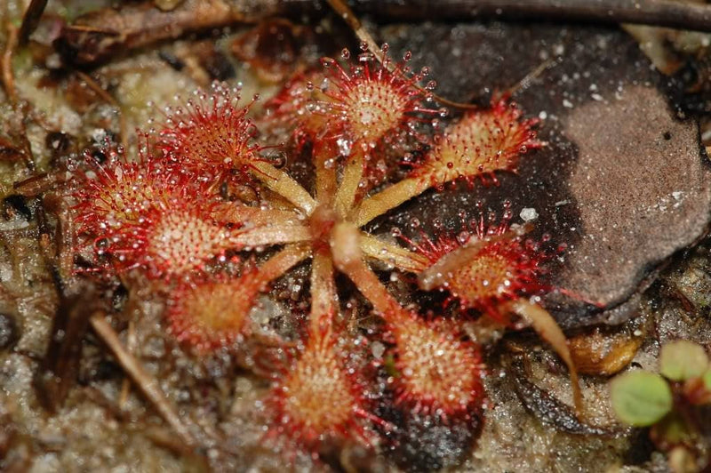 10 CARNIVOROUS SUNDEW PLANT Drosera Flower Seeds