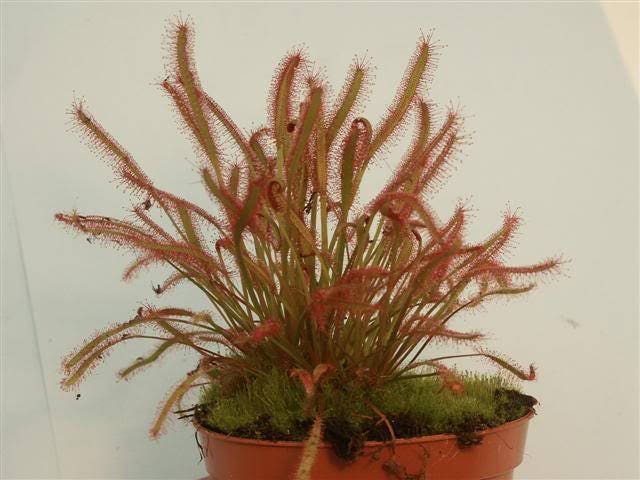10 CARNIVOROUS SUNDEW PLANT Drosera Flower Seeds