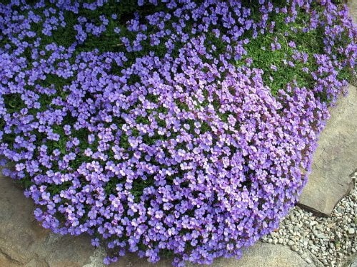 500 PURPLE ROCKCRESS Rock Cress Aubrieta Deltoidea Flower Seeds