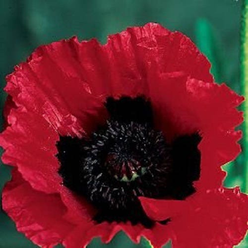 500 ORIENTAL RED Mix POPPY Papaver Orientale Flower Seeds