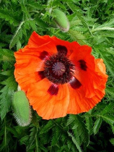500 ORIENTAL RED Mix POPPY Papaver Orientale Flower Seeds