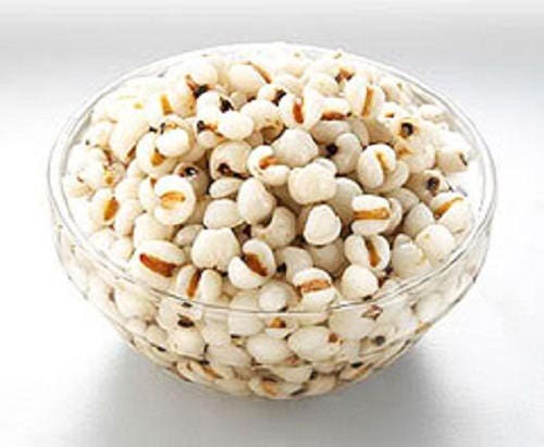 20 JOBS TEARS (Jobi / Coix / Yi Yi Ren / Junos Tears) Coix Lacryma Vegetable Seeds