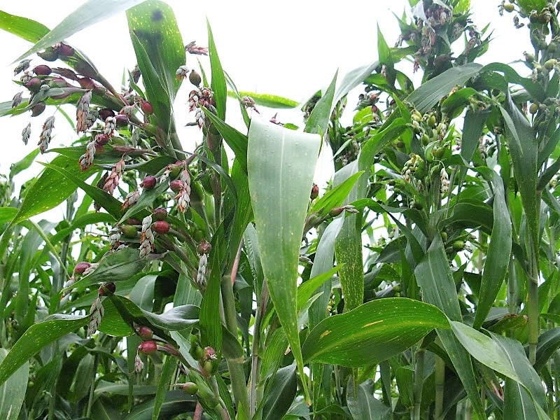 20 JOBS TEARS (Jobi / Coix / Yi Yi Ren / Junos Tears) Coix Lacryma Vegetable Seeds