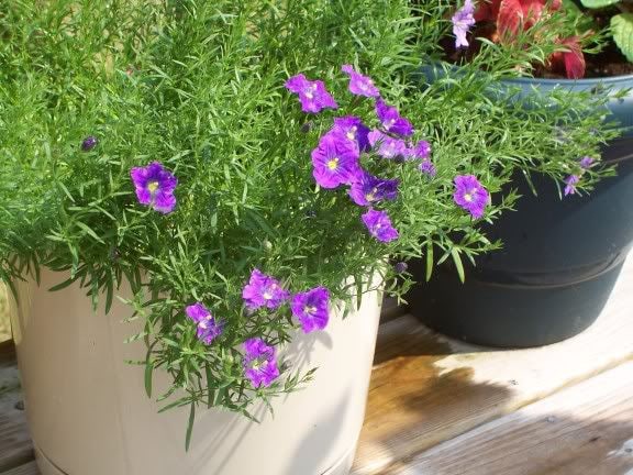 250 PURPLE Robe CUP FLOWER Nierembergia Hippomanica Caerulea Seeds