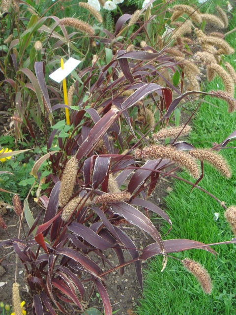 25 RED JEWEL MILLET Setaria Italica Ornamental Grass Flower Seeds