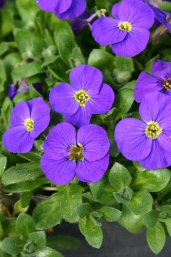 500 PURPLE ROCKCRESS Rock Cress Aubrieta Deltoidea Flower Seeds
