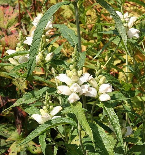 50 WHITE TURTLEHEAD Chelone Glabra Flower Seeds