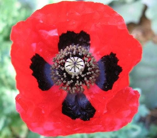 500 ORIENTAL RED Mix POPPY Papaver Orientale Flower Seeds