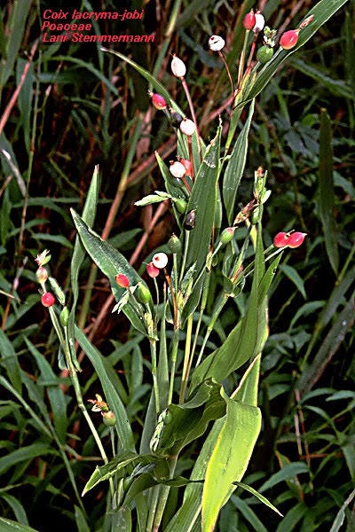 20 JOBS TEARS (Jobi / Coix / Yi Yi Ren / Junos Tears) Coix Lacryma Vegetable Seeds