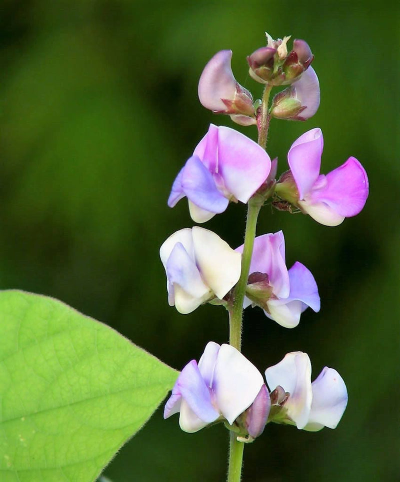 10 Ruby Moon HYACINTH BEAN Lablab Purpureus Blue Purple White Flower Ornamental Vine Seeds