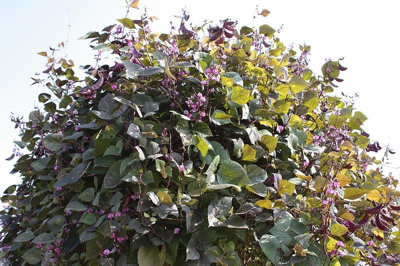 10 Ruby Moon HYACINTH BEAN Lablab Purpureus Blue Purple White Flower Ornamental Vine Seeds