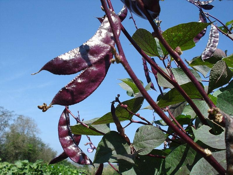 10 Ruby Moon HYACINTH BEAN Lablab Purpureus Blue Purple White Flower Ornamental Vine Seeds
