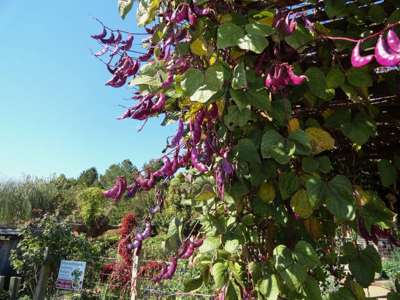 10 Ruby Moon HYACINTH BEAN Lablab Purpureus Blue Purple White Flower Ornamental Vine Seeds