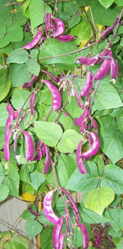 10 Ruby Moon HYACINTH BEAN Lablab Purpureus Blue Purple White Flower Ornamental Vine Seeds