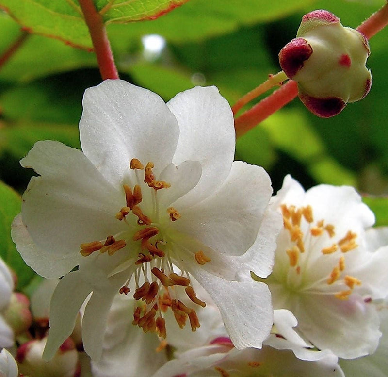 20 Variegated ARCTIC BEAUTY KIWI Fruit Edible Actinidia Kolomikta Vine Seeds