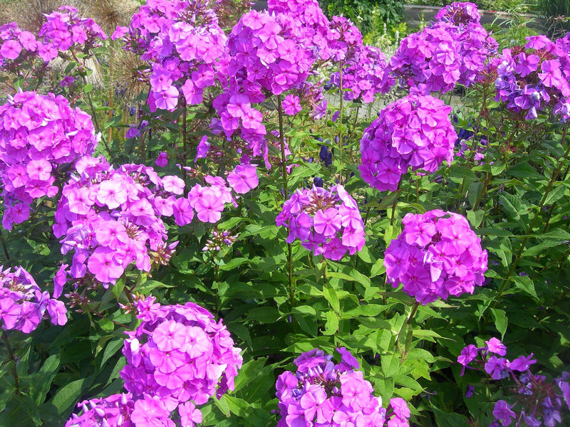 10 Tall PURPLE PHLOX Paniculata Garden Summer Native Hummingbird Flower Seeds